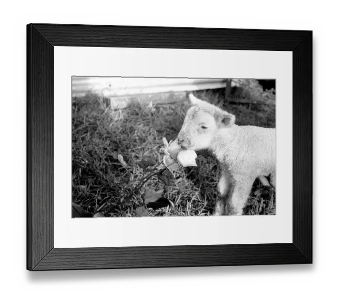 Framed Print : Animals - Flowers - Spring - Cute: Youngs lambs. December 1974 74-7623-010 Framed Print : Animals - Flowers - Spring - Cute: Youngs lambs. December 1974 74-7623-010