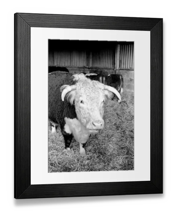 Framed Print : Sale of Lord Avons cattle at Manor farm near Salisbury, Wiltshire