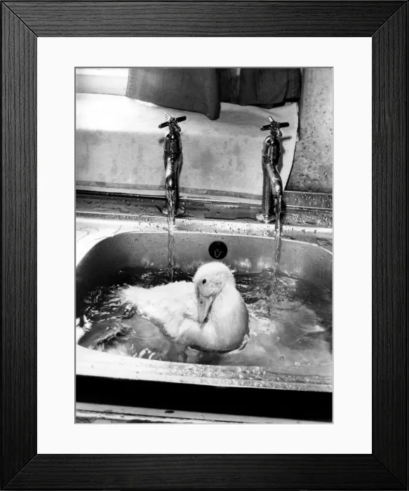 Framed Print : Squeak gets a lesson in the sink. September 1989 Framed Print : Squeak gets a lesson in the sink. September 1989