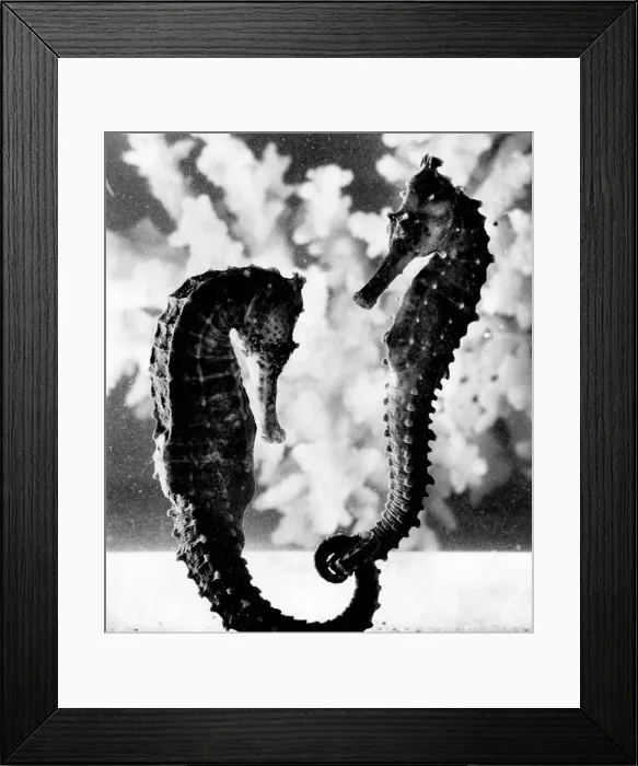 Framed Print : Two seahorses. February 1977 P003643