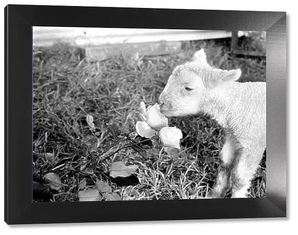Animals - Flowers - Spring - Cute: Youngs lambs. December 1974 74-7623-004