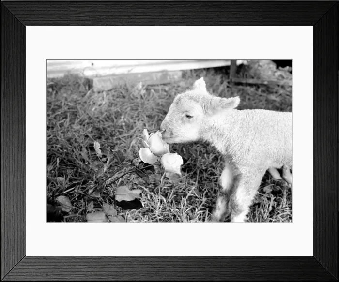 Framed Print : Animals - Flowers - Spring - Cute: Youngs lambs. December 1974 74-7623-004 Framed Print : Animals - Flowers - Spring - Cute: Youngs lambs. December 1974 74-7623-004