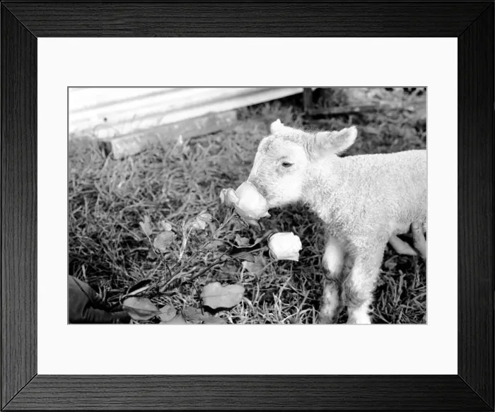 Framed Print : Animals - Flowers - Spring - Cute: Youngs lambs. December 1974 74-7623-002 Framed Print : Animals - Flowers - Spring - Cute: Youngs lambs. December 1974 74-7623-002