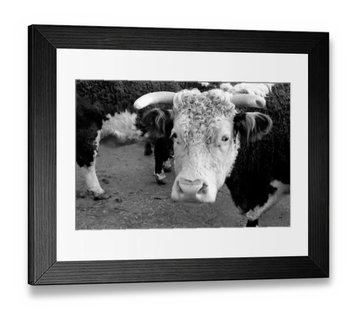 Framed Print : Sale of Lord Avons cattle at Manor farm near Salisbury, Wiltshire Framed Print : Sale of Lord Avons cattle at Manor farm near Salisbury, Wiltshire