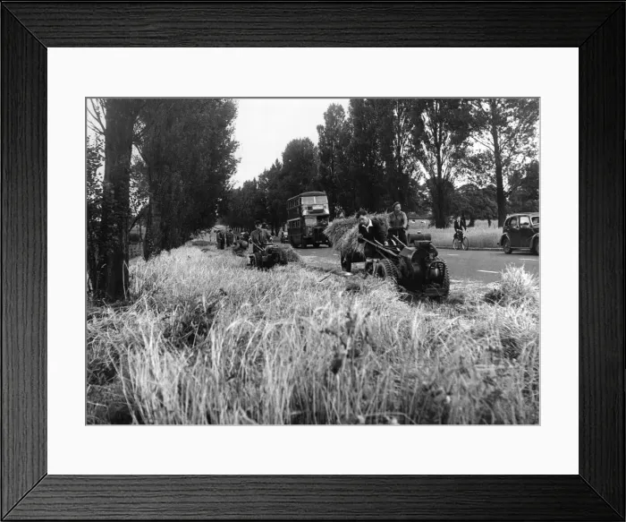 Framed Print : The first crop of barley, grown experimentally along the verges of Britain Framed Print : The first crop of barley, grown experimentally along the verges of Britain