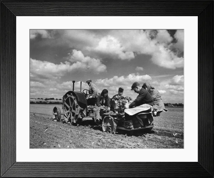Framed Print : Agricultural scene at Bath Road inn Hounslow. Automatic planting of seedling cabbages
