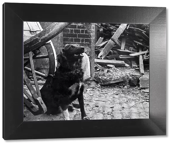 Queenie, a dog who lost her home, waiting to be taken away after a V1 flying bomb attack