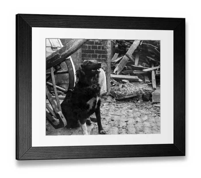 Framed Print : Queenie, a dog who lost her home, waiting to be taken away after a V1 flying bomb attack