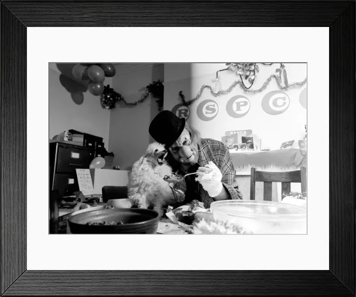 Framed Print : Dogs Christmas Party. Hobo plays host to the doggy guests enjoying a menu of Framed Print : Dogs Christmas Party. Hobo plays host to the doggy guests enjoying a menu of