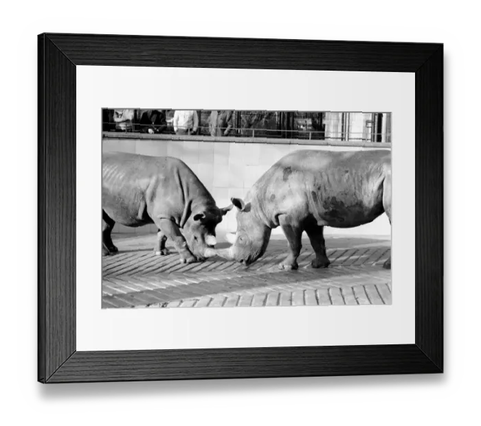 Framed Print : Black Rhinos Rupert and Thelma at Bristol Zoo. January 1975 75-00379-006