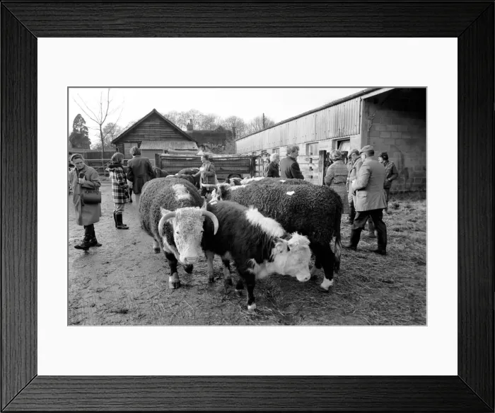 Framed Print : Lord Avon, former British Prime Minister Anthony Eden, at the sale of cattle at Manor Framed Print : Lord Avon, former British Prime Minister Anthony Eden, at the sale of cattle at Manor