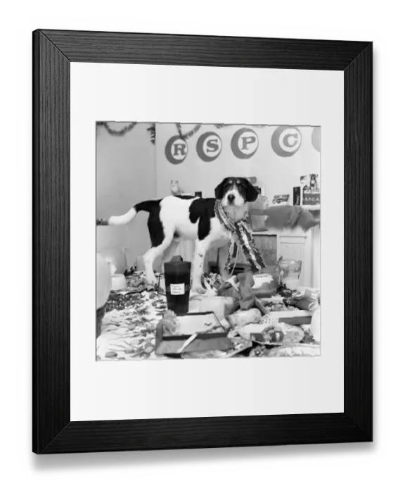 Framed Print : Blog, the mongrel, complete with Christmas-hat, is last to arrive at the party held at an