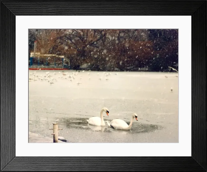 Framed Print : Two swans find a nice little pool in the middle of the ice on Saltwell Park lake Framed Print : Two swans find a nice little pool in the middle of the ice on Saltwell Park lake