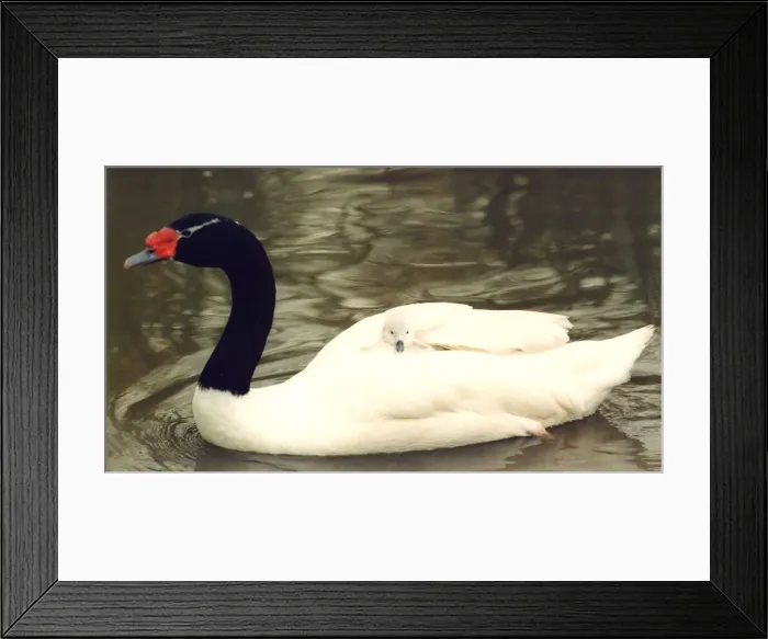 Framed Print : A black necked swan carries one of its cygnets at Washington Wildfowl Park Framed Print : A black necked swan carries one of its cygnets at Washington Wildfowl Park