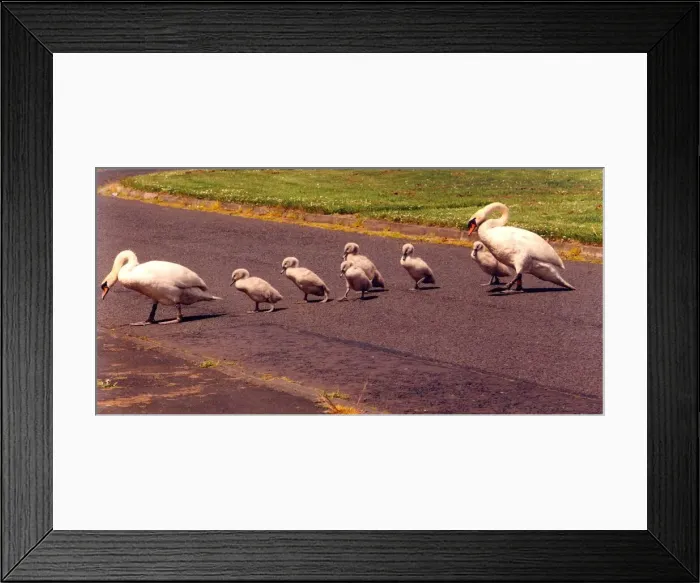 Framed Print : Some swans and their youngsters travelling to a pond in Annitsford Village Framed Print : Some swans and their youngsters travelling to a pond in Annitsford Village