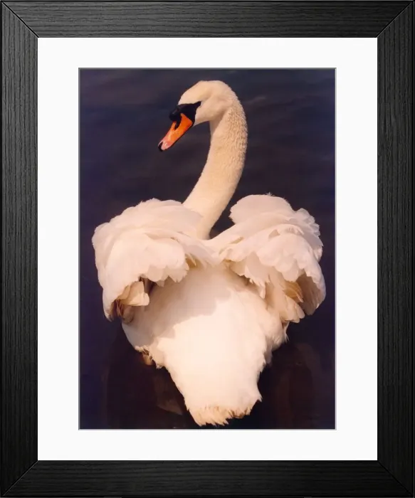 Framed Print : This swan is showing of his plumage on Killingworth Lake Framed Print : This swan is showing of his plumage on Killingworth Lake