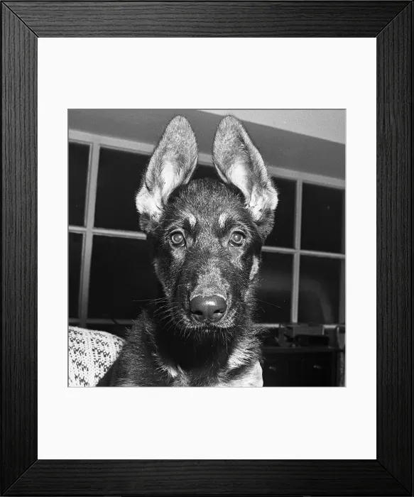 Framed Print : German Shepherd puppy about to statr his training as a Mountain rescue dog on the high