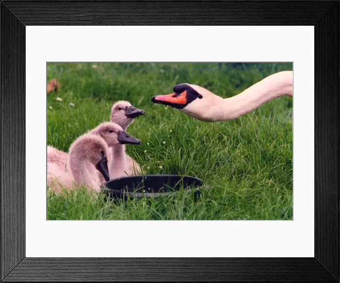 Framed Print : A swan with her cygnets in Annitsford Village Framed Print : A swan with her cygnets in Annitsford Village