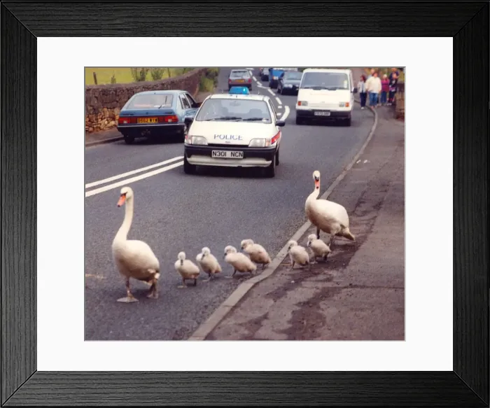 Framed Print : This family of swans need a police escort to cross a busy road Framed Print : This family of swans need a police escort to cross a busy road