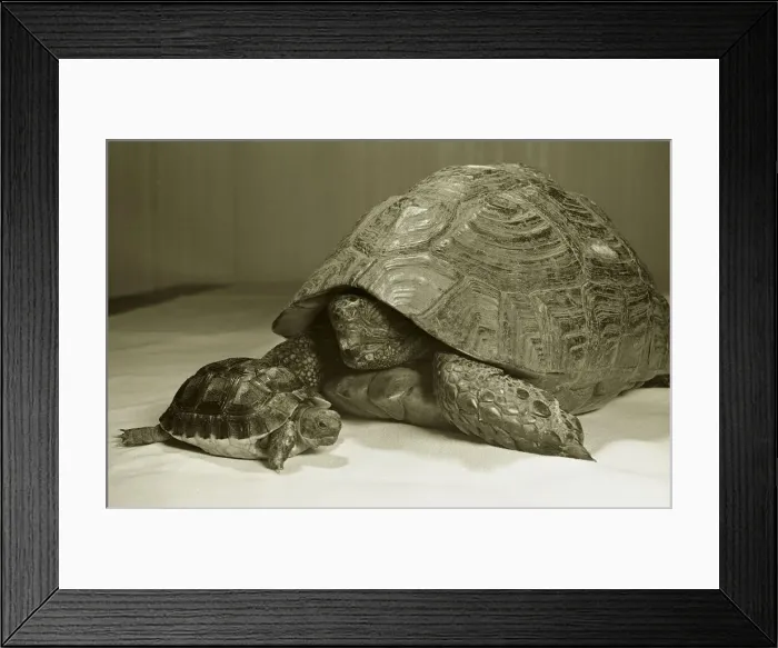 Framed Print : Baby Tortoises seen here with her mother. Circa 1971 Rev 3729