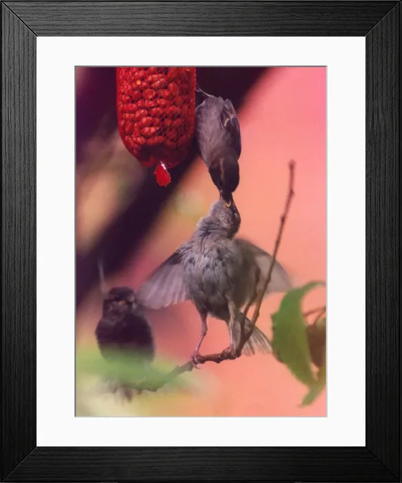 Framed Print : Birds feeding their young nuts Framed Print : Birds feeding their young nuts