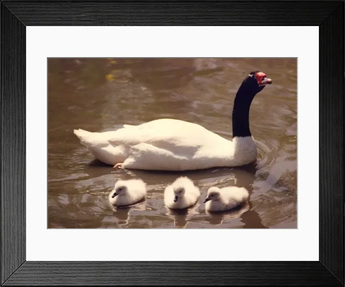 Framed Print : A black necked swan with its new chicks at Washington Wildfowl Park Framed Print : A black necked swan with its new chicks at Washington Wildfowl Park