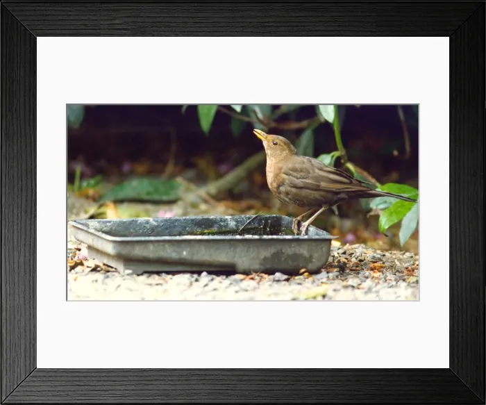 Framed Print : A rare Song Thrush Framed Print : A rare Song Thrush