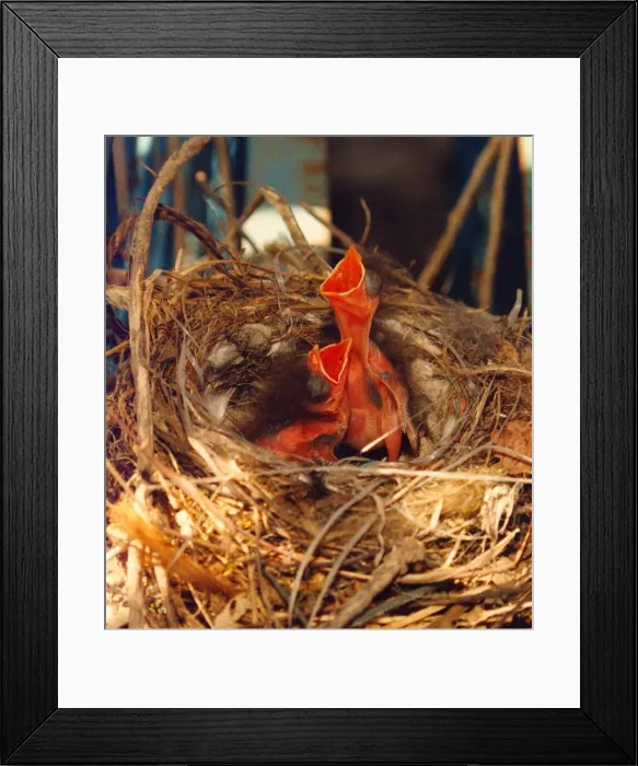 Framed Print : Hungry hedge sparrow chicks waiting impatiently for food