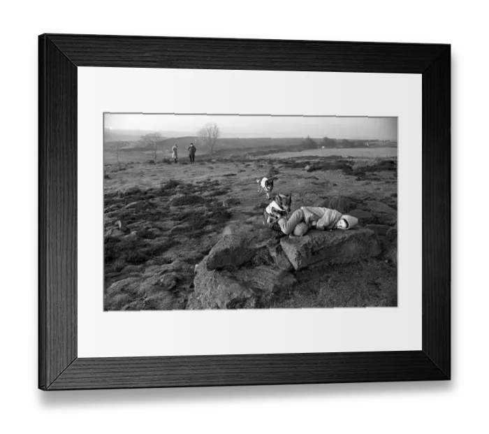 Framed Print : Mountain Rescue Dogs Two of the Cumbrian mountain rescue dogs seen here completing Framed Print : Mountain Rescue Dogs Two of the Cumbrian mountain rescue dogs seen here completing