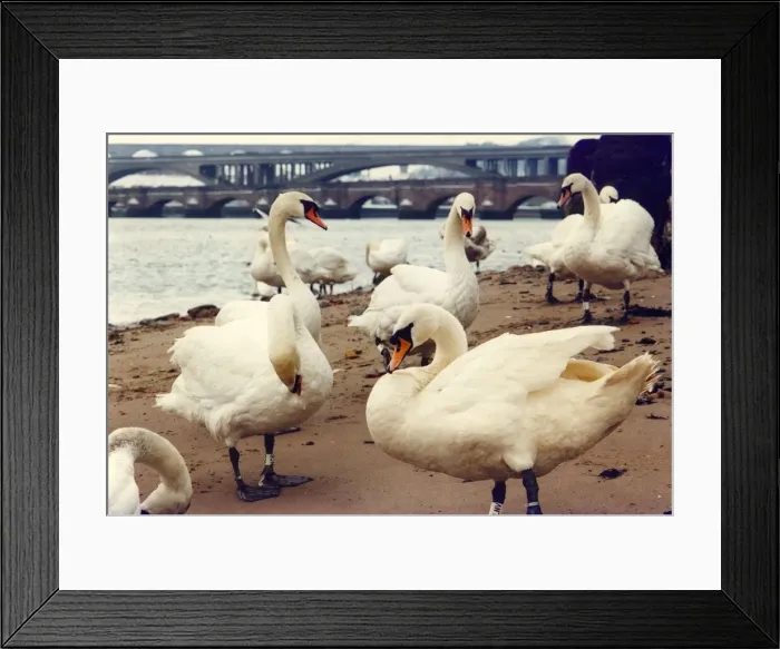 Framed Print : Some Berwick swans preening on the banks at the mouth of the river Tweed Framed Print : Some Berwick swans preening on the banks at the mouth of the river Tweed