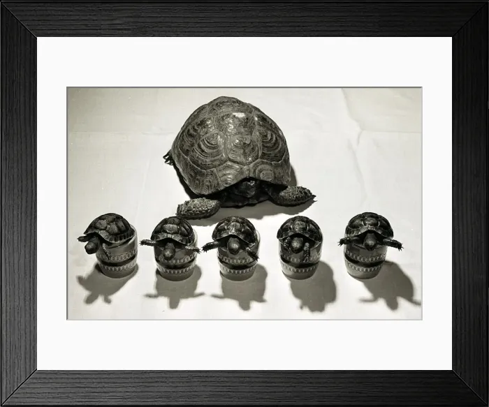 Framed Print : Baby Tortoises seen here standing in egg cups. Their mother can be seen in the background Framed Print : Baby Tortoises seen here standing in egg cups. Their mother can be seen in the background