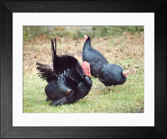Framed Print : Turkeys being fattened up for Christmas Framed Print : Turkeys being fattened up for Christmas