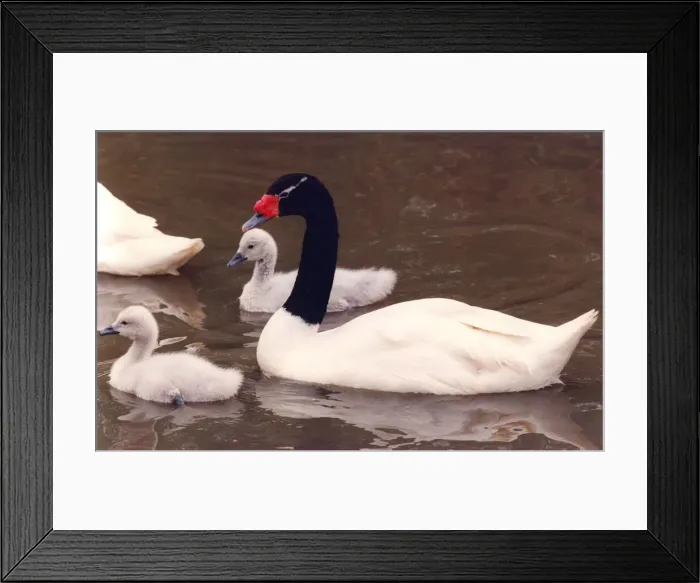 Framed Print : A rare swan with its cygnets at Washington Wildfowl Park Framed Print : A rare swan with its cygnets at Washington Wildfowl Park