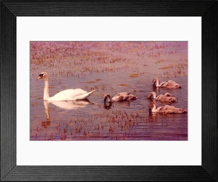 Framed Print : A swan with her cygnets on the pond next to the MetroCentre in Gateshead Framed Print : A swan with her cygnets on the pond next to the MetroCentre in Gateshead