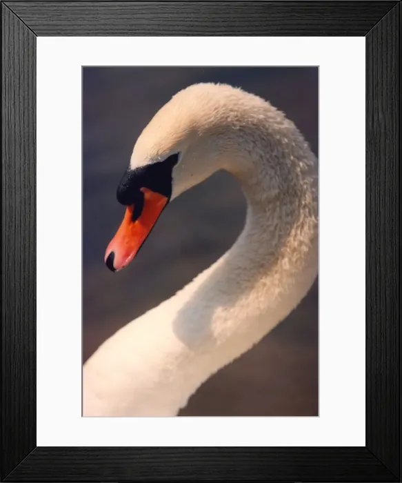 Framed Print : This swan does not mind posing for the cameras