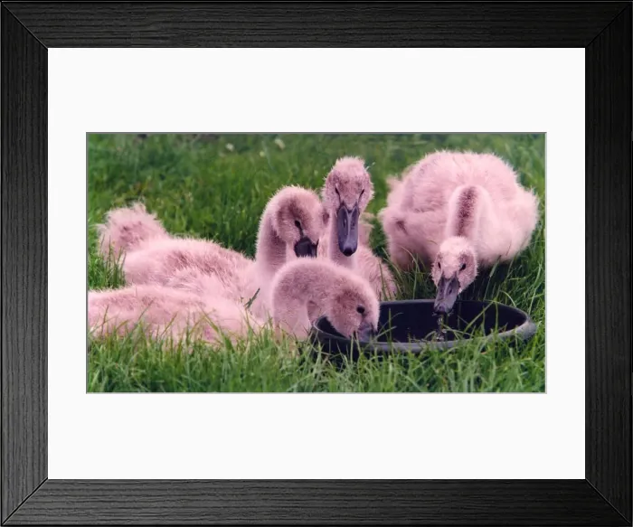 Framed Print : Four young cygnets getting a drink from the locals at Annitsford Village Framed Print : Four young cygnets getting a drink from the locals at Annitsford Village