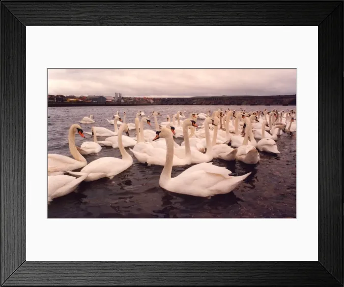 Framed Print : Some Berwick swans on the river Tweed Framed Print : Some Berwick swans on the river Tweed