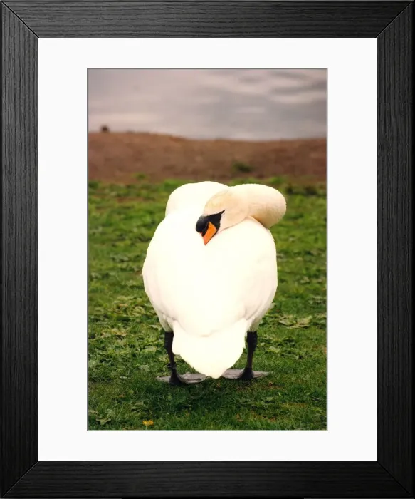 Framed Print : This swan is having its afternoon siesta on the banks of Killingworth lake