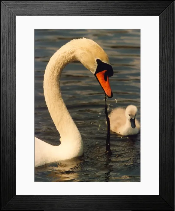 Framed Print : This swan is showing a cygnet what it should be eating Framed Print : This swan is showing a cygnet what it should be eating