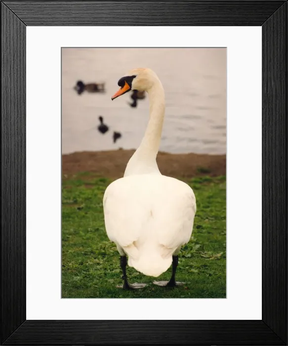 Framed Print : This swan is posing for the camera on the banks of Killingworth lake Framed Print : This swan is posing for the camera on the banks of Killingworth lake