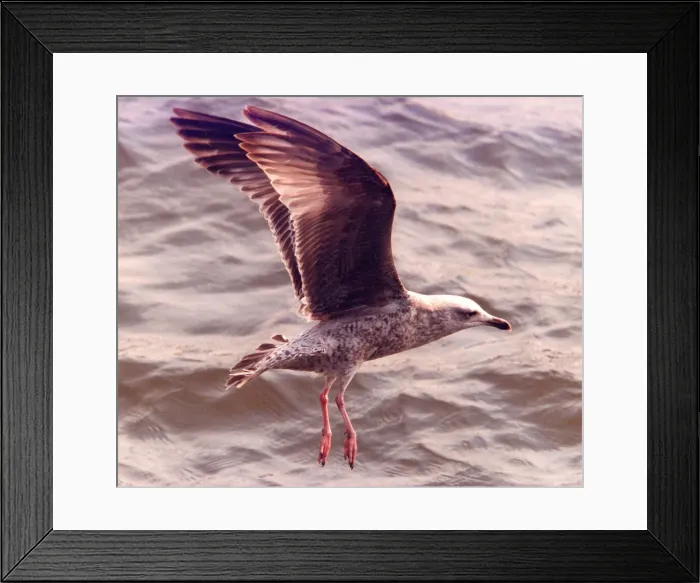 Framed Print : A Seagull on the lookout for food Framed Print : A Seagull on the lookout for food