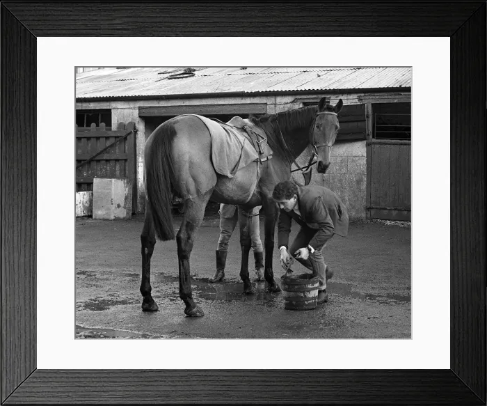 Framed Print : Arkle at the stables of Tom Dreaper February 1966 3rd February 1966 3  /  2  /  1966