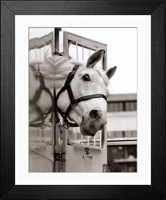Framed Print : Desert Orchid Racehorse - December 1992 sticking his head out of his travelling box Framed Print : Desert Orchid Racehorse - December 1992 sticking his head out of his travelling box