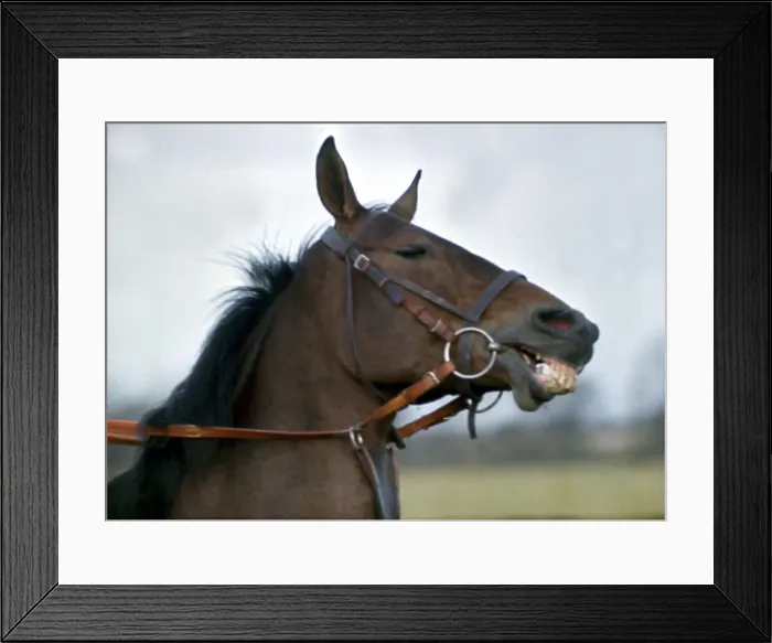 Framed Print : Racehourse Arkle laughing after exercising in the fields December 1966 Framed Print : Racehourse Arkle laughing after exercising in the fields December 1966