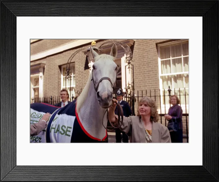 Framed Print : Desert Orchid Racehorse - June 1991 outside 10 Downing Street. 29 / 06 / 1991 Framed Print : Desert Orchid Racehorse - June 1991 outside 10 Downing Street. 29 / 06 / 1991