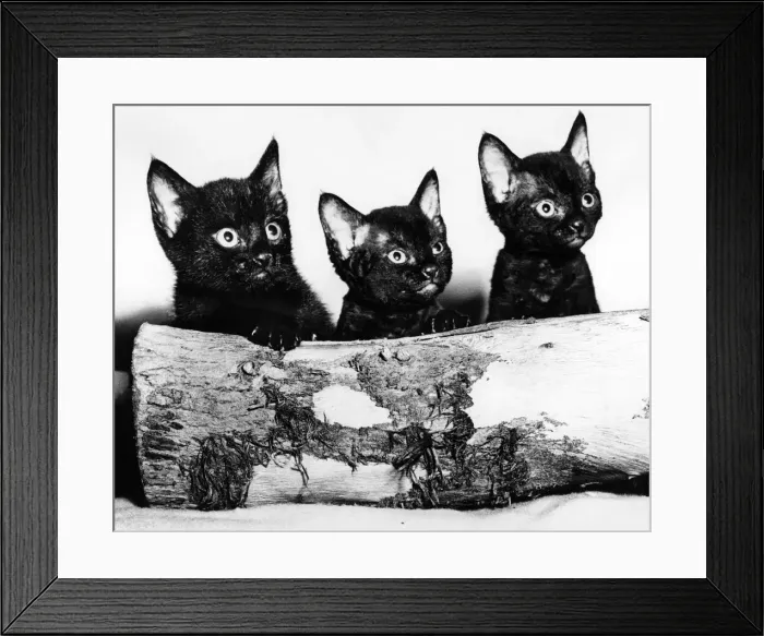 Framed Print : Kittens hiding behind log. November 1965 P007403 Framed Print : Kittens hiding behind log. November 1965 P007403