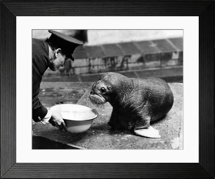 Framed Print : Alice with her keeper George Hughes. March 1967 P007366 Framed Print : Alice with her keeper George Hughes. March 1967 P007366