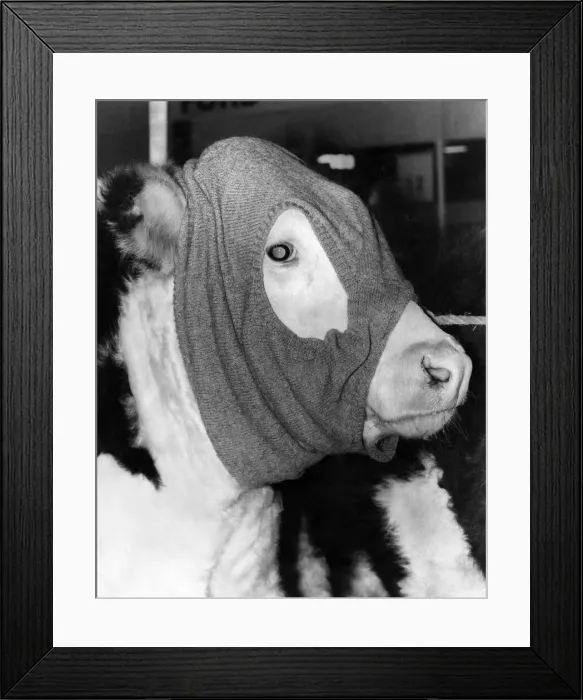 Framed Print : Dressed for the cold weather in its owners pullover, Supersteer Framed Print : Dressed for the cold weather in its owners pullover, Supersteer