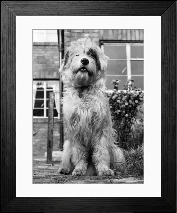 Framed Print : Patch'the dog. September 1961 P007351