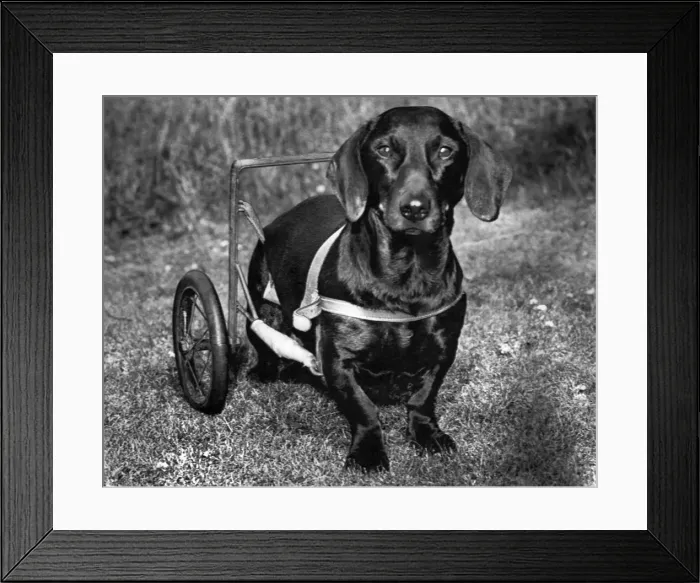 Framed Print : Moss The Dashshund seen here in a canine wheelchair with the slipped disc Framed Print : Moss The Dashshund seen here in a canine wheelchair with the slipped disc